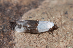 Trachypepla amphileuca