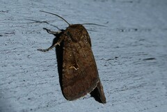 Proteuxoa tetronycha