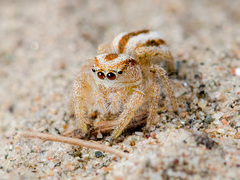 Pseudomogrus zhilgaensis