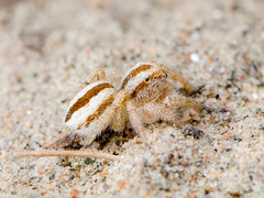 Pseudomogrus zhilgaensis