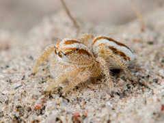 Pseudomogrus zhilgaensis