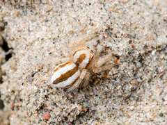 Pseudomogrus zhilgaensis