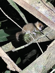 Microcebus lehilahytsara