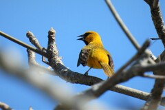 Icterus gularis yucatanensis