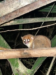 Microcebus lehilahytsara