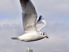 Chroicocephalus ridibundus