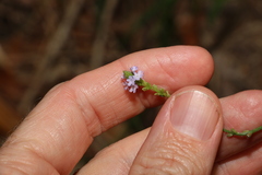 Verbena litoralis