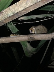 Microcebus lehilahytsara