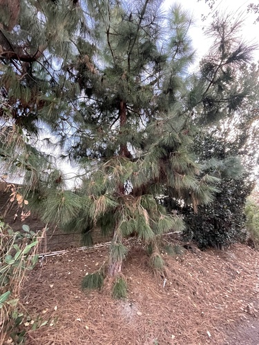 iNaturalist observation photo of pines