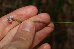 Verbena litoralis