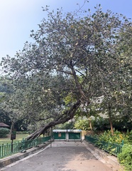 Ficus krishnae