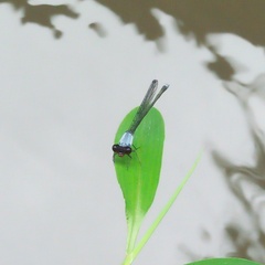 Pseudagrion pruinosum