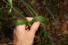 Verbena litoralis
