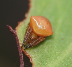 Araneus cyrtarachnoides