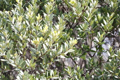 Euclea racemosa