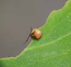 Araneus cyrtarachnoides