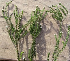 Phylica lanata