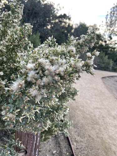 iNaturalist observation photo of coyote brush