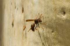 Polistes humilis