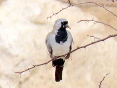 Oena capensis capensis