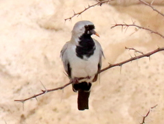 Oena capensis capensis