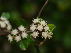 Helichrysum lanceolatum