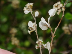 Helichrysum lanceolatum