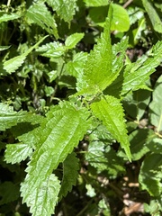 Urtica incisa