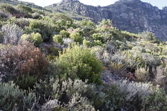 Leucadendron coniferum