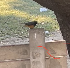 Phoenicurus ochruros