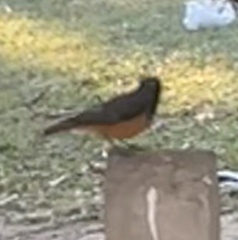 Phoenicurus ochruros