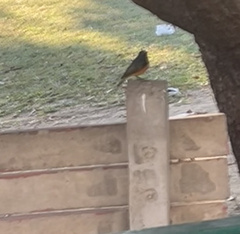 Phoenicurus ochruros