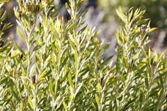 Leucadendron coniferum