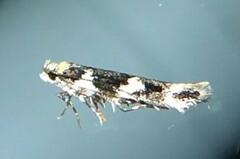 Pyroderces deamatella