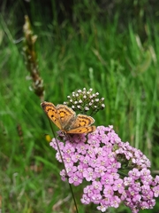 Lycaena 'canterbury common copper'
