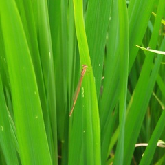 Agriocnemis pygmaea
