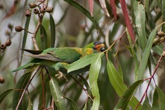 Parvipsitta porphyrocephala