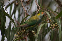 Parvipsitta porphyrocephala