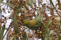Parvipsitta porphyrocephala