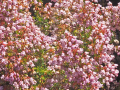 Orophanes