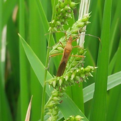 Riptortus linearis