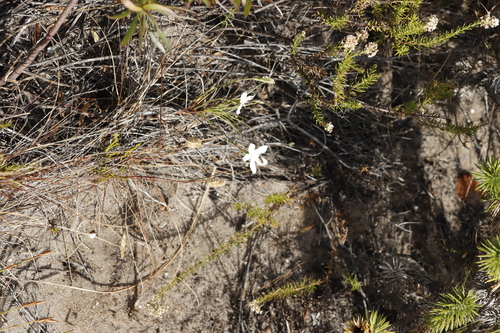 Image of Dianthus albens by (c) Tony Rebelo, some rights reserved (CC BY-SA)