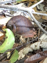 Hedleyella falconeri