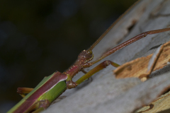 Podacanthus viridiroseus