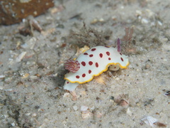 Goniobranchus splendidus