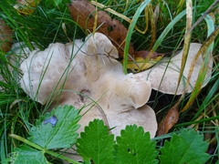 Clitocybe rivulosa