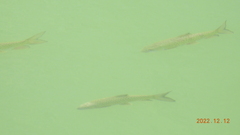 Spinibarbus hollandi