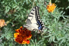 Papilio machaon syriacus