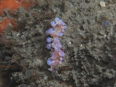 Phyllodesmium poindimiei