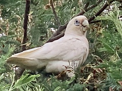 Cacatua sanguinea gymnopis